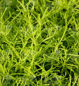 Obrázok (3) Obrázok (3)