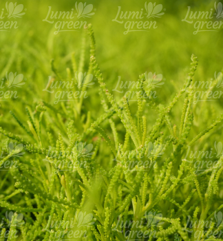 Obrázok (11) Obrázok (11)