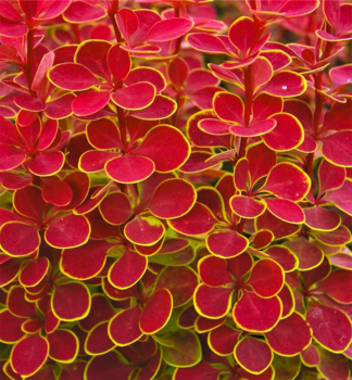 D�i���l Thunberg�v �ORANGE SUNRISE��, kont. 1,4 l