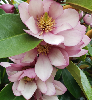 cholan FAIRY MAGNOLIA BLUSH80-90 cm, kont. 3 l