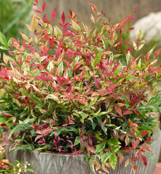 Nandina domc RED LIGHT 20-30 cm, kont. 2 l