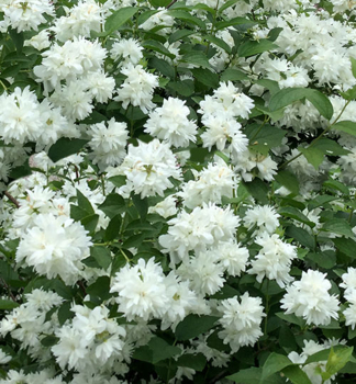 Pustoryl MINNESOTA SNOWFLAKE 30-40 cm, kont. 1,4 l