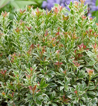 Pieris japonsk LITTLE FROSTY 20-30 cm, kont. 2 l