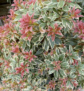 Pieris japonsk LITTLE FROSTY 20-30 cm, kont. 2 l