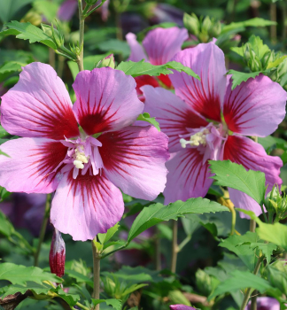 Ibiek syrsk RUSSIAN VIOLET 50-60 cm, kont. 2,5 l