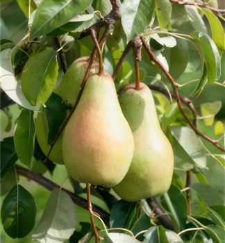 Hrue ARMIDA podn. hr. kavkazsk, 100-110 cm, kont. 5 l