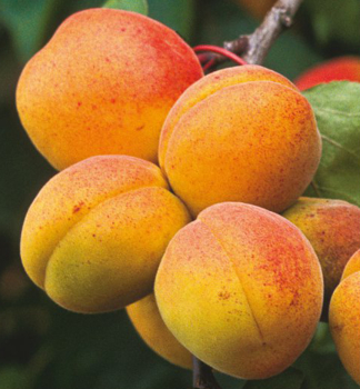 Obrázok (3) Obrázok (3)