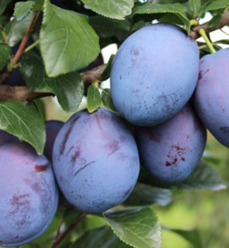 Slivo BLUE FROST AZURA  podn. myrobalan, prostok.
