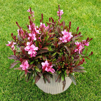 Obrázok (6) Obrázok (6)