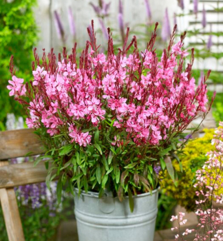 Gaura Lindheimeri FLAMINGO PINK kont. 0,5 l