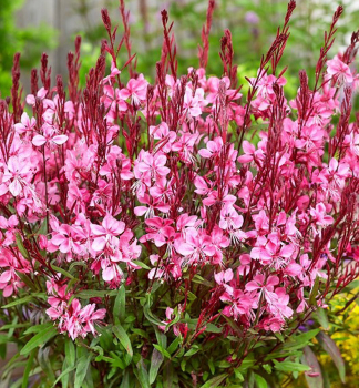 Obrázok (1) Obrázok (1)