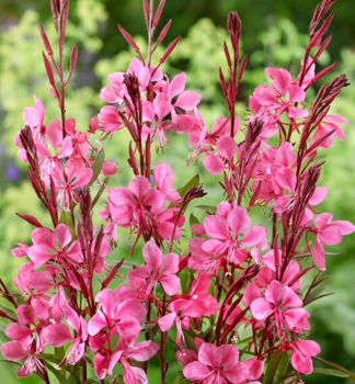 Gaura Lindheimeri FLAMINGO PINK kont. 0,5 l