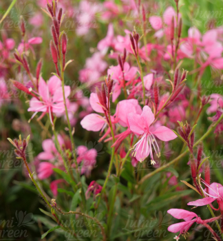 Obrázok (7) Obrázok (7)