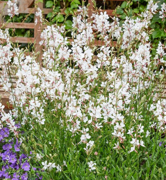 Gaura Lindheimeri FLAMINGO WHITE kont. 0,5 l