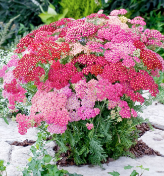 ebek obecn SUMMER PASTELS kont. 1,4 l 