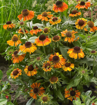 Helenium SHORT AND SASSY kont. 0,5 l