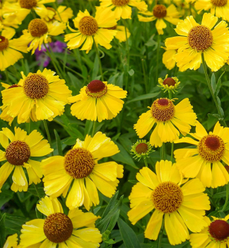 Helenium WESERGOLD kont. 0,5 l