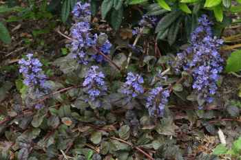 Obrzok (1)