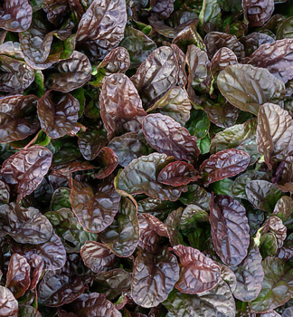 Zběhovec plazivý ´ATROPURPUREA´ kont. 0,5 l