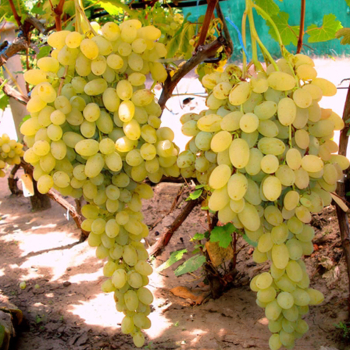 Vinn rva bezsemenn LORUS, zemn bal