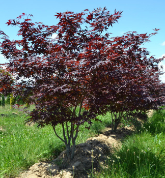 Javor dlanitolist RED EMPEROR 60-70 cm, kont. 3 l