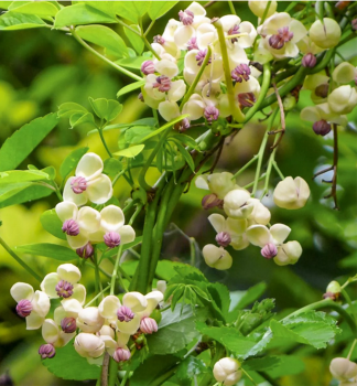 Ak�bie p�ti�etn� (�okol�dov� v�no) �CREAM FORM� 40-50 cm, kont. 2 l