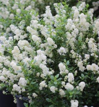 Zpododr (Latnatec) SNOW FLURRY 30-40 cm, kont. 2 l