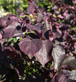 Zmarlika kanadsk MERLOT 100-110 cm, kont. 7 l
