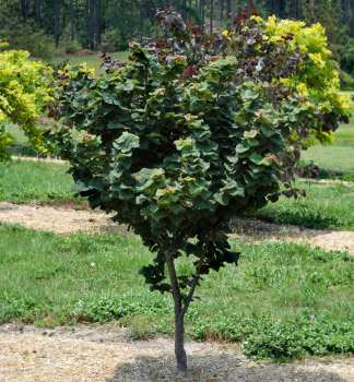 Zmarlika kanadsk LITTLE WOODY 60-70 cm, kont. 3 l