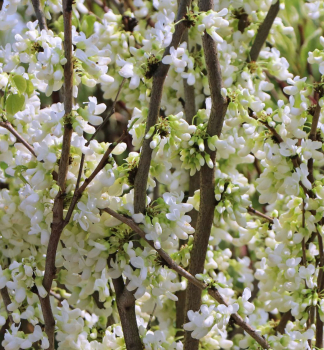 Zmarlika kanadsk ROYAL WHITE 130-140 cm, kont. 7 l