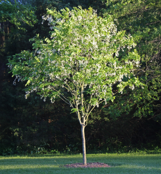 Kehovtvec lut, 90-100 cm, kont. 5 l