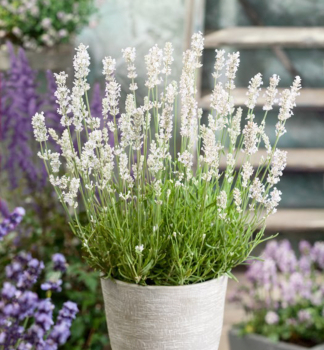 Levandule �zkolist� �HIDCOTE WHITE� kont. 1,5 l