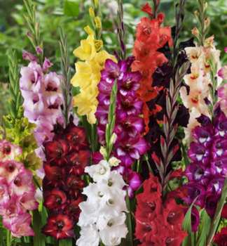 Cibule - BIO  ME��K (Gladiolus) GRANDIFLORA MIX, 6 ks v balen�