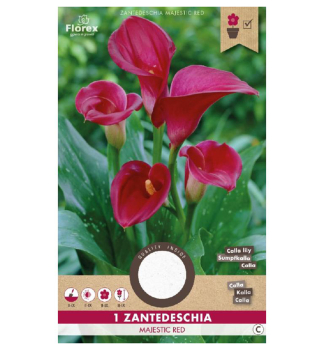 Cibule - Kornoutice (Kala) africk� �RED MAJESTIC� 1 ks