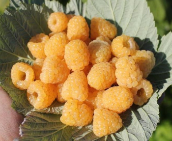 Obr�zok (3)