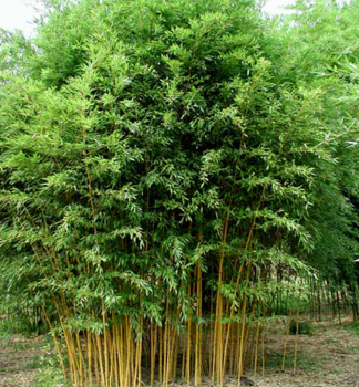 Bambus (Phyllostachys aureosulcata) ´AUREOCAULIS´ 70-80 cm, kont. 3 l