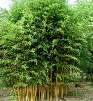 Bambus (Phyllostachys aureosulcata) ´AUREOCAULIS´ 90-110 cm, kont. 2,5 l