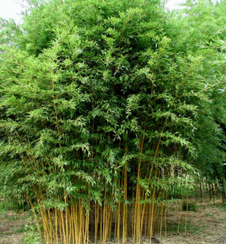 Bambus (Phyllostachys aureosulcata) AUREOCAULIS 40-50 cm, kont. 2,5 l