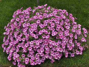 Petunie p�evisl� �SUPERTUNIA� VISTA RASPBERRY STAR�, kont. 0,5 l