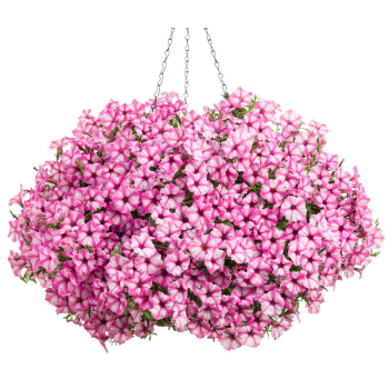 Petunie p�evisl� �SUPERTUNIA� MINI VISTA PINK STAR�, kont. 0,5 l