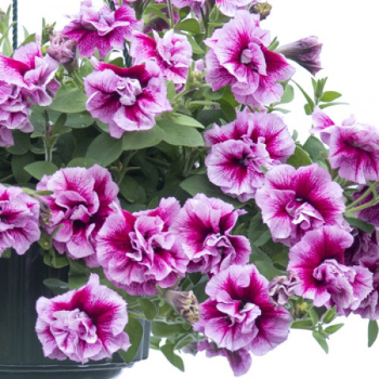 Pet�nie p�evisl� �TUMBELINA� FRANCESCA�, kont. 0,5 l