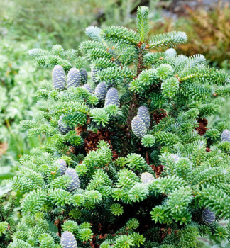 Jedle korejsk�, 60-70 cm, kont. 5 l