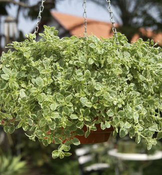 Dobromysl obecn AUREUM VARIEGATA (Oregno), kont. 0,5 l
