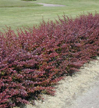 Dil Thunbergv ATROPURPUREA 50-60 cm, kont. 1,5 l