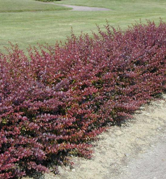 Dil Thunbergv ATROPURPUREA 20-30 cm, kont. 2 l