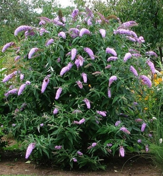 Komule Davidova �ILLE DE FRANCE� 20-30 cm, kont. 2,5 l