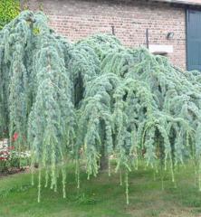 Cedr atlask pevisl GLAUCA PENDULA  na kmnku 80 cm, kont. 10 l