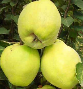 Kdoulo podlouhl CHAMPION, podn. kdoulo, 180-200 cm,  kont. 7,5 l