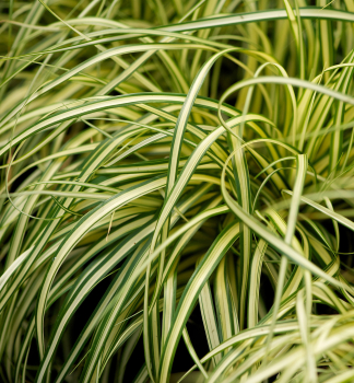 Ost�ice o�imensk� �EVERGOLD� 20-30, kont. 2 l