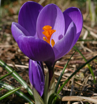 Krokus velkokvt FLOWER RECORD 10 ks v balen